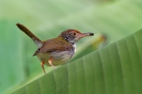 Krejcirik sedy - Orthotomus ruficeps - Ashy Tailorbird o9713